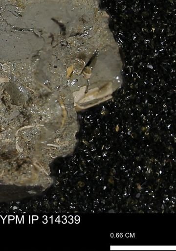 undet. Scaphopoda