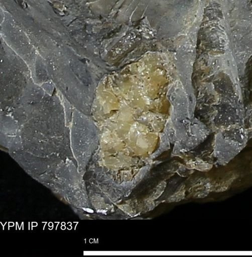 Mollusca?