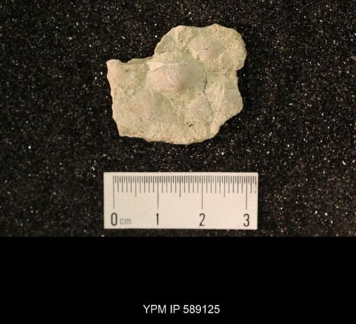 Sowerbyella sericea