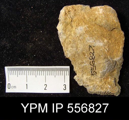 Stropheodonta magnifica