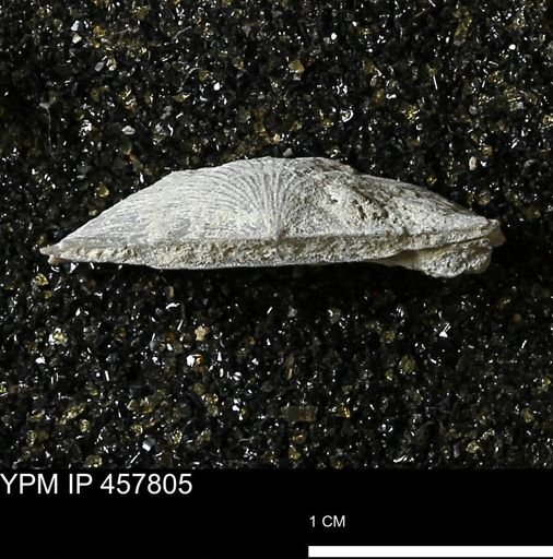 Strophodonta sp.