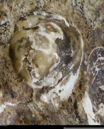 Corbulamella gregaria