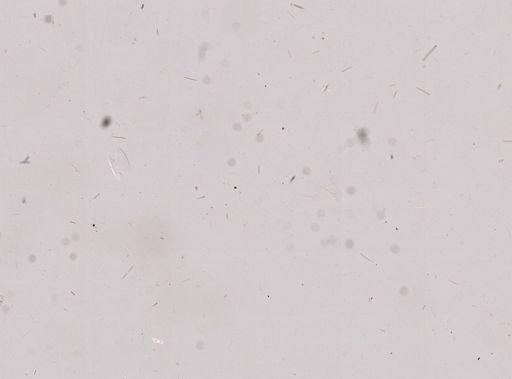 Callyspongia plicifera