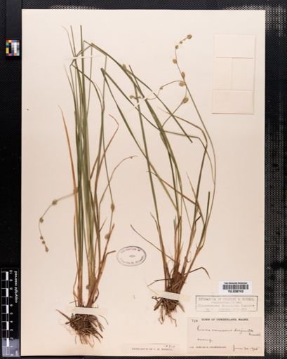 Plantae