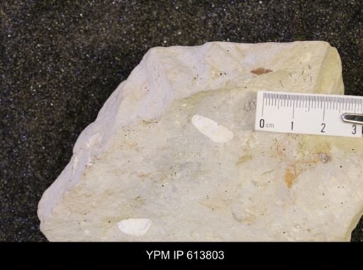 undet. Mollusca