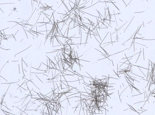 Crellidae