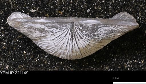 Stropheodonta kemperi