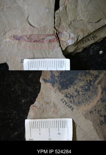 Problematica