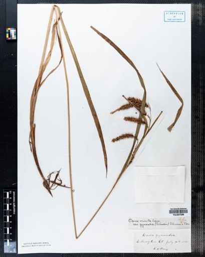 Carex gynandra