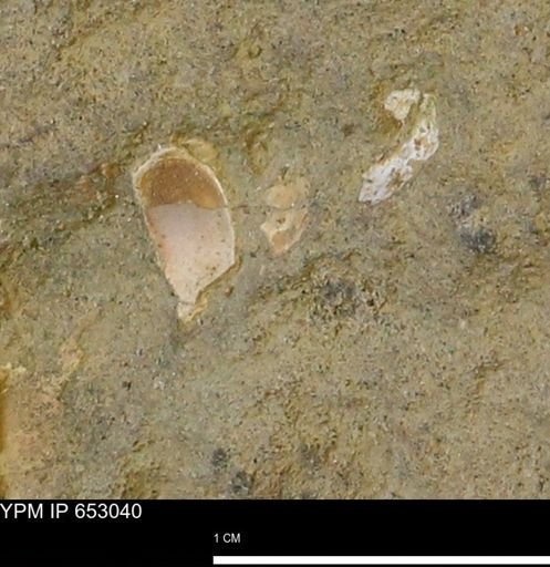 Gastropoda