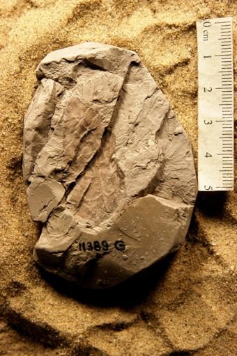 Planera knowltoniana