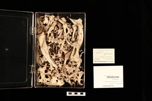 Tupinambis teguixin