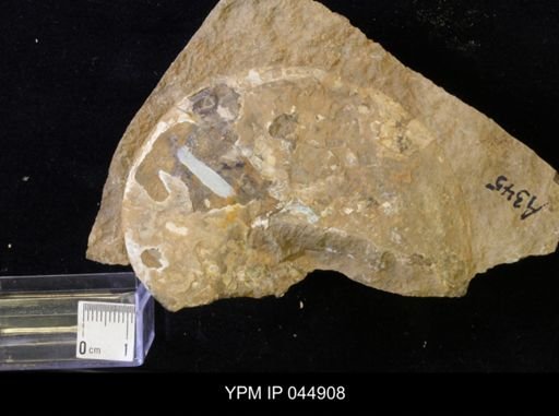 Sphenodiscus lenticularis