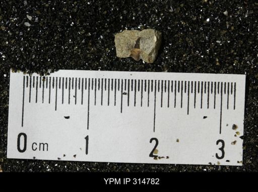 undet. Mollusca