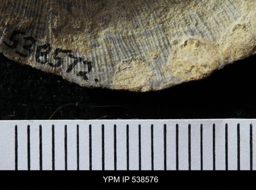 Schizocrania?