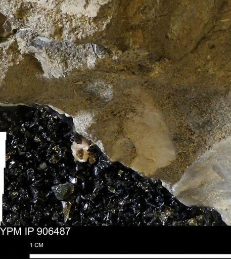 undet. Mollusca