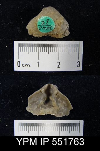 undet. Athyridida