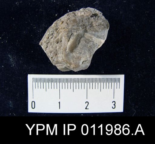 Richthofenia likharewi