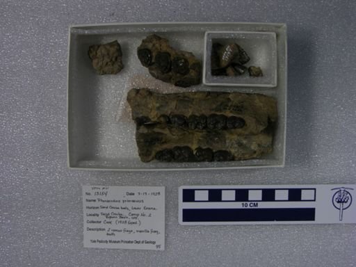 Phenacodus primaevus