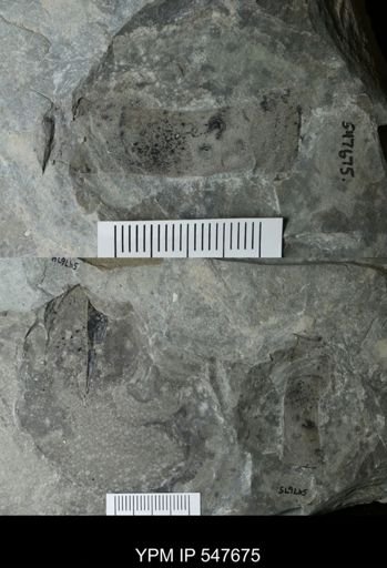 undet. Eurypterida