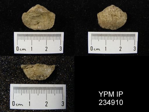 Marginifera fragilis