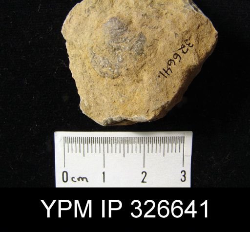 Productus sp.