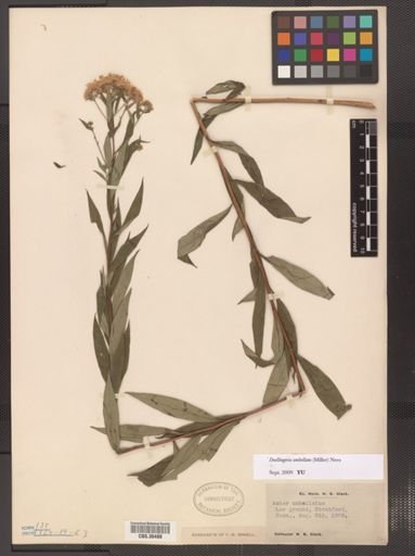Doellingeria umbellata