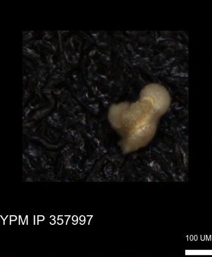 undet. Foraminiferida