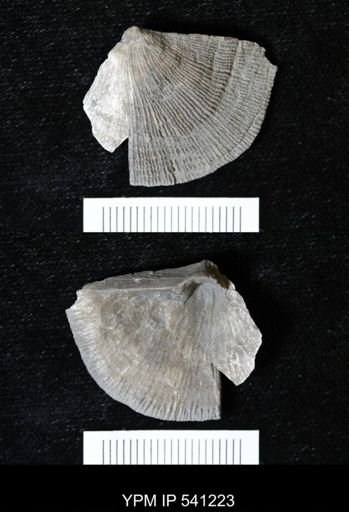 Schuchertella sp.