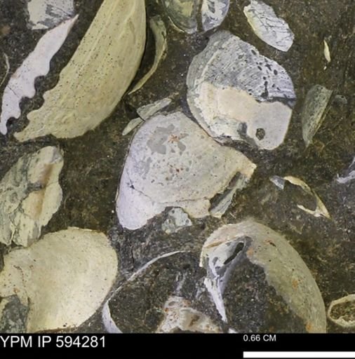 Protocardia sp.