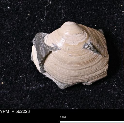 Limopsis striatopunctatus