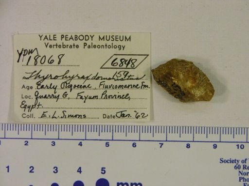 Thyrohyrax domorictus
