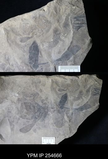 Eurypterus remipes
