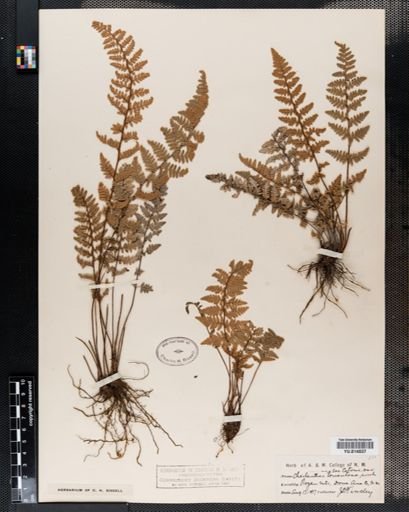 Cheilanthes