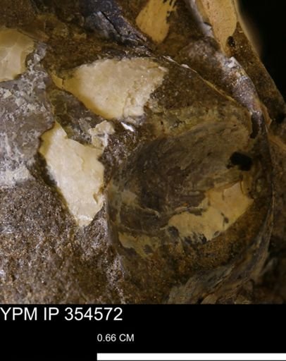 Pseudoptera subtortuosa