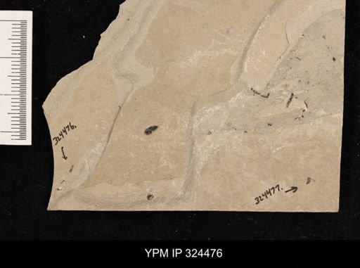 undet. Staphylinidae
