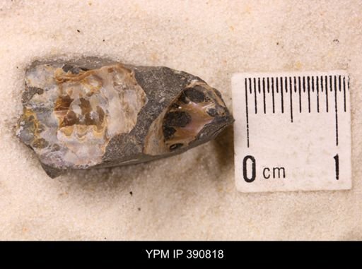 undet. Scaphitidae