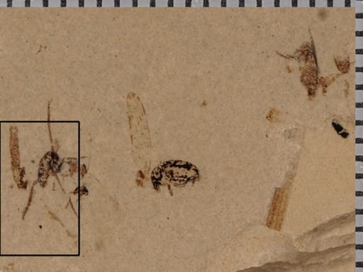 undet. Tipulidae