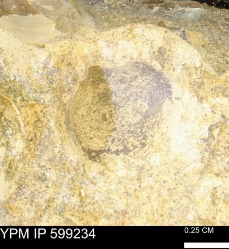undet. Bryozoa