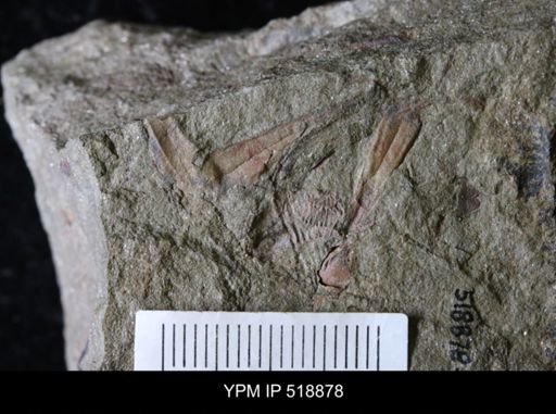 undet. Hyolithida