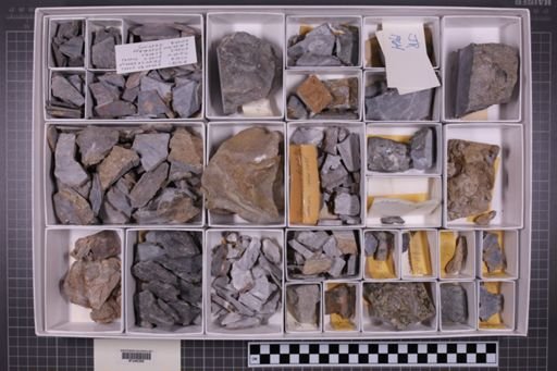 mixed taxa, stratigraphic collection