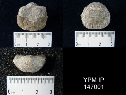 Productus costatus