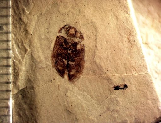 undet. Coleoptera