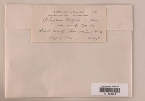 Sphagnum wulfianum