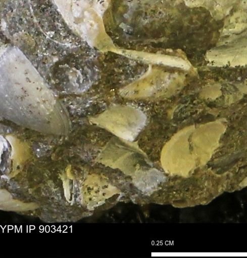 Corbulamella?