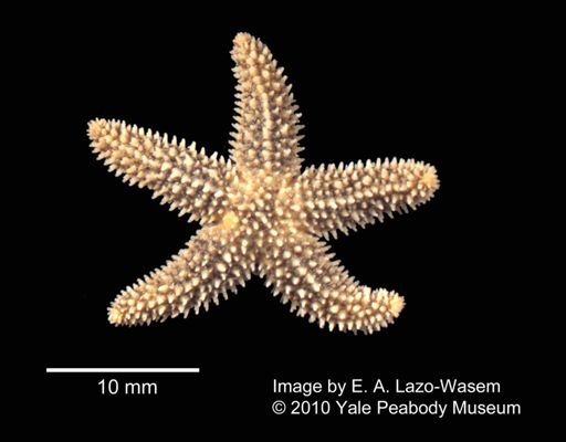 Asterias forbesi