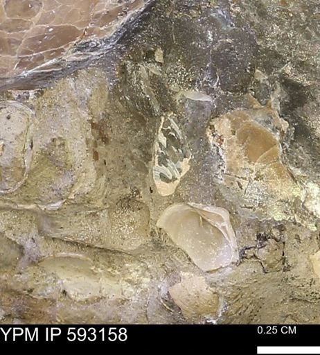 Protocardia?