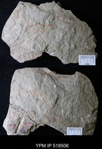 undet. Ichnofossil