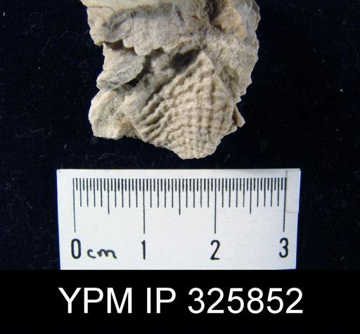 undet. Atrypida