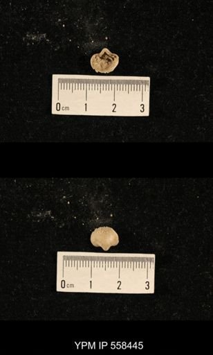 Phricodothyris sp.